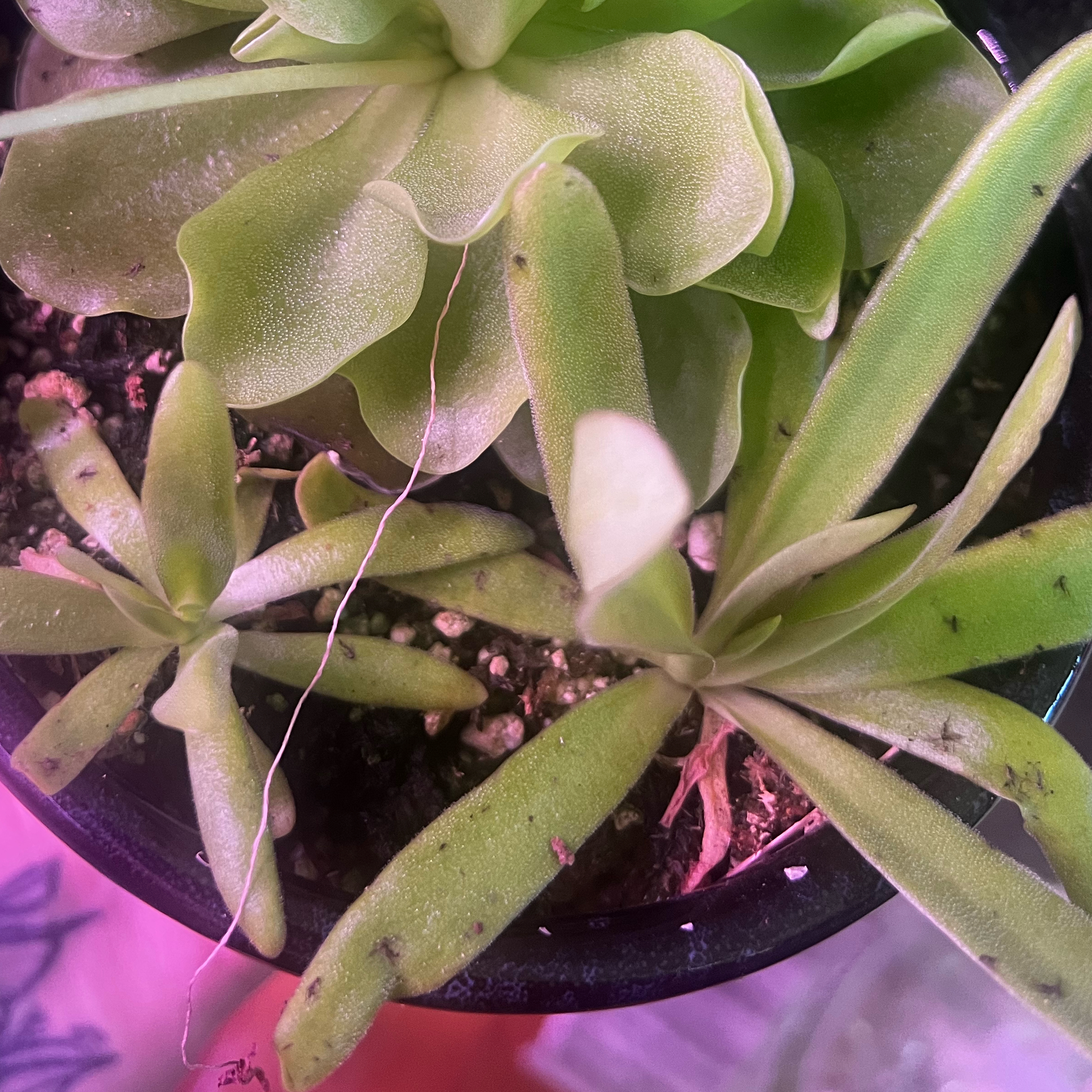 Photo of the plant species Aphrodite Butterwort by @ashtreeforest named Ping Aphrodite on Greg, the plant care app