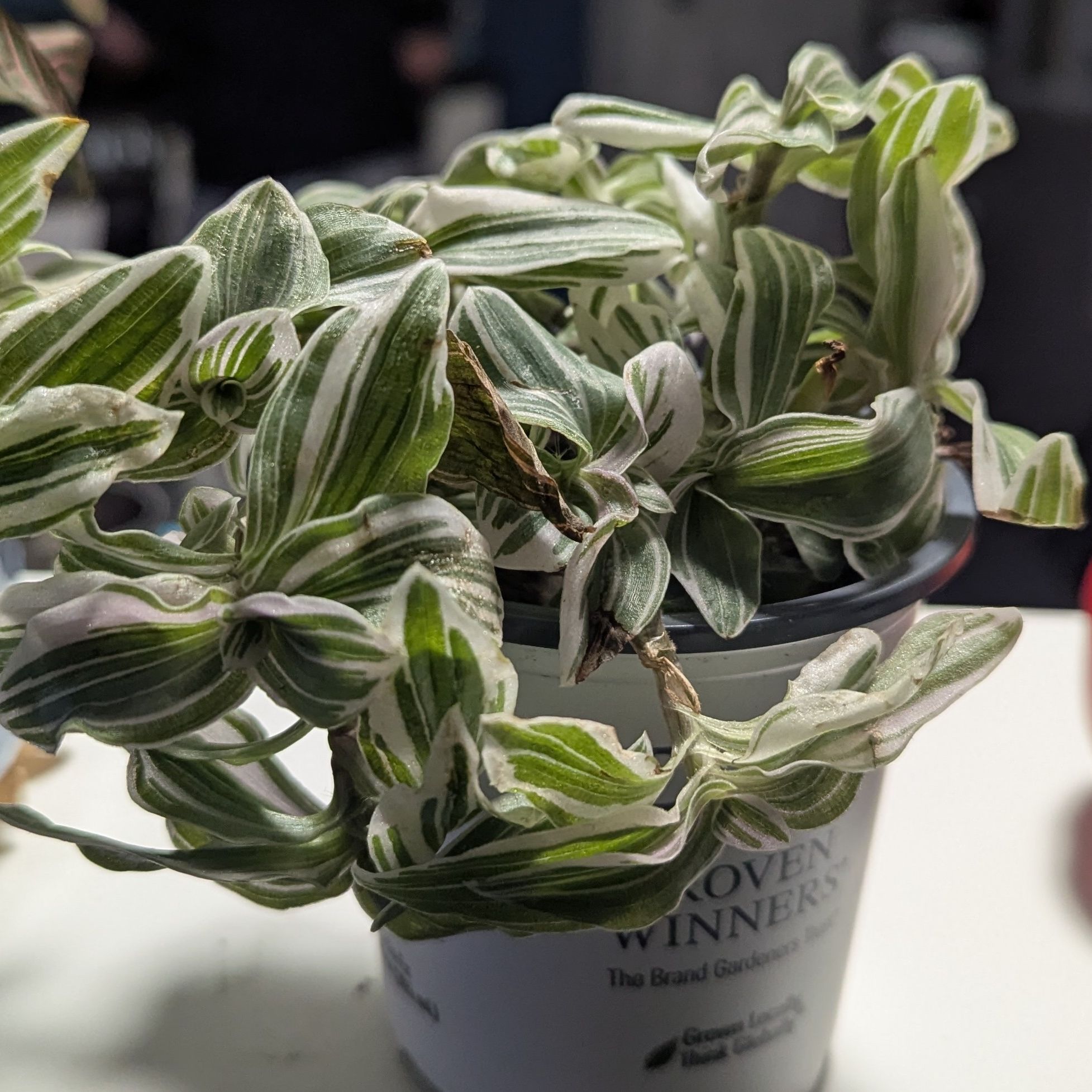 Photo of the plant species Tradescantia 'Tenderness' by @UptodateBlue25 named T-Boz on Greg, the plant care app