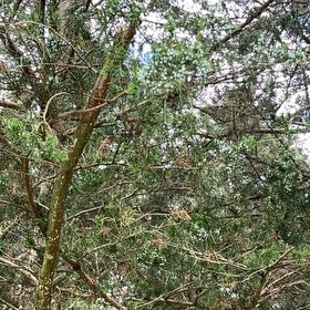 Photo of the plant species Atlantic White Cedar by @BreezyGreyghost named Lebron on Greg, the plant care app