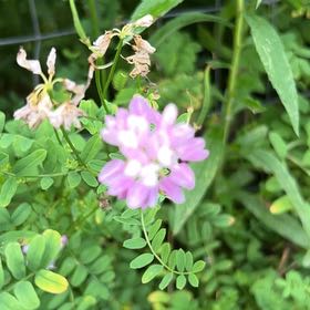 Photo of the plant species Coronilla Varia by @BreezyGreyghost named Anne on Greg, the plant care app
