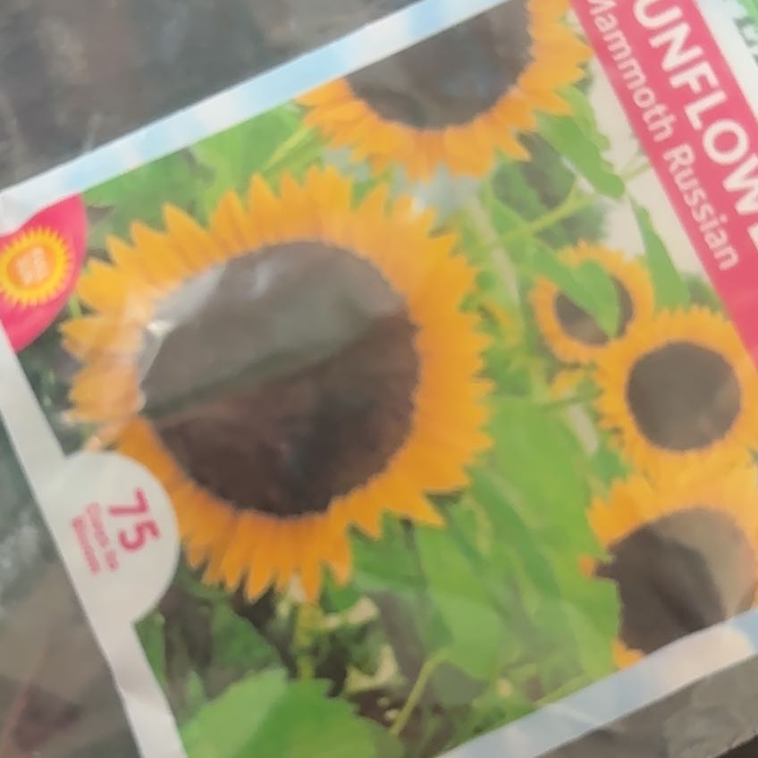 Photo of the plant species Teddy Bear Sunflower by @EffectiveFern named Cleopatra on Greg, the plant care app