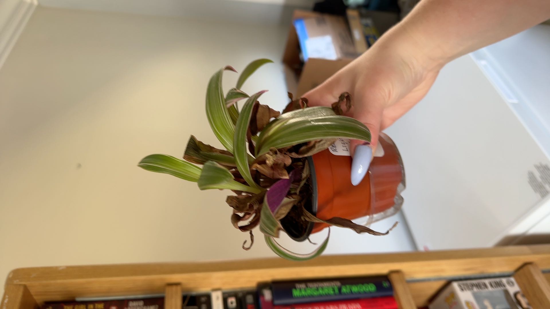 Photo from the post