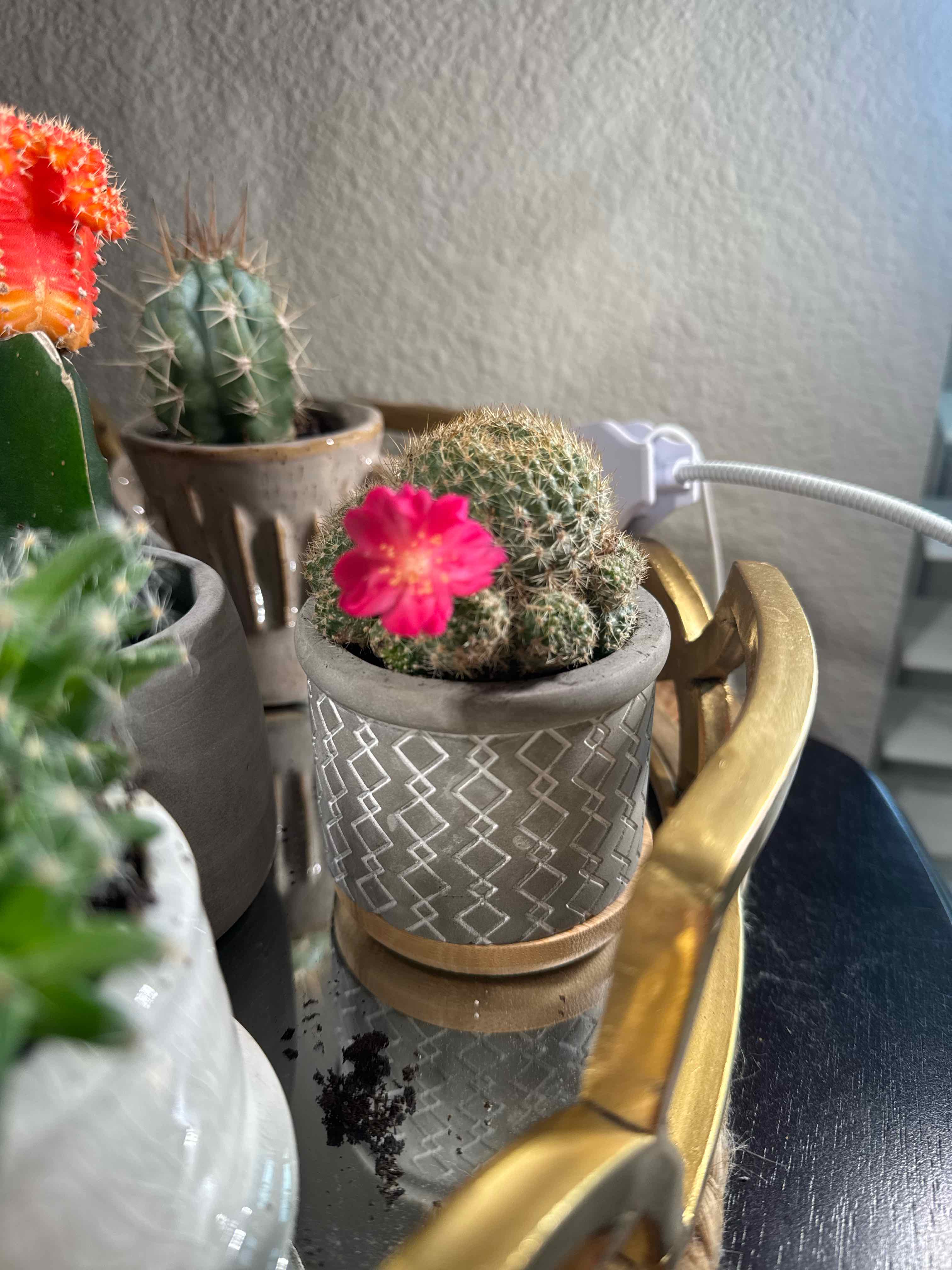Photo of the plant species Rebutia minuscula by @PearlPlants named Precious Achiuwa 🪎 on Greg, the plant care app