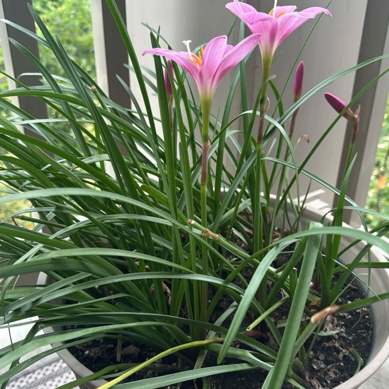 Photo of the plant species Pink Rain Lily by @PearlPlants named DeMarcus ☔️ on Greg, the plant care app