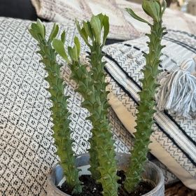 Photo of the plant species Euphorbia ritchiei by @PearlPlants named Montez on Greg, the plant care app