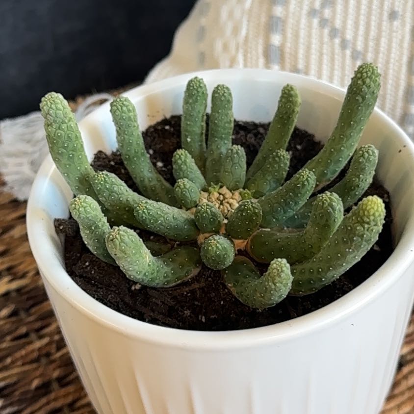 Photo of the plant species Euphorbia inermis by @PearlPlants named Honey Badger 🦡 on Greg, the plant care app