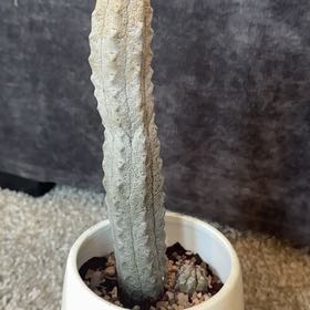 Photo of the plant species Balfour Fil Euphorbia by @PearlPlants named Raheem 🩶 on Greg, the plant care app