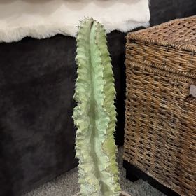Photo of the plant species African Golden Candelabra by @PearlPlants named Dre’Mont 🦎 on Greg, the plant care app