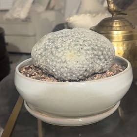 Photo of the plant species Feather Cactus by @PearlPlants named Jonnu 🐩 on Greg, the plant care app