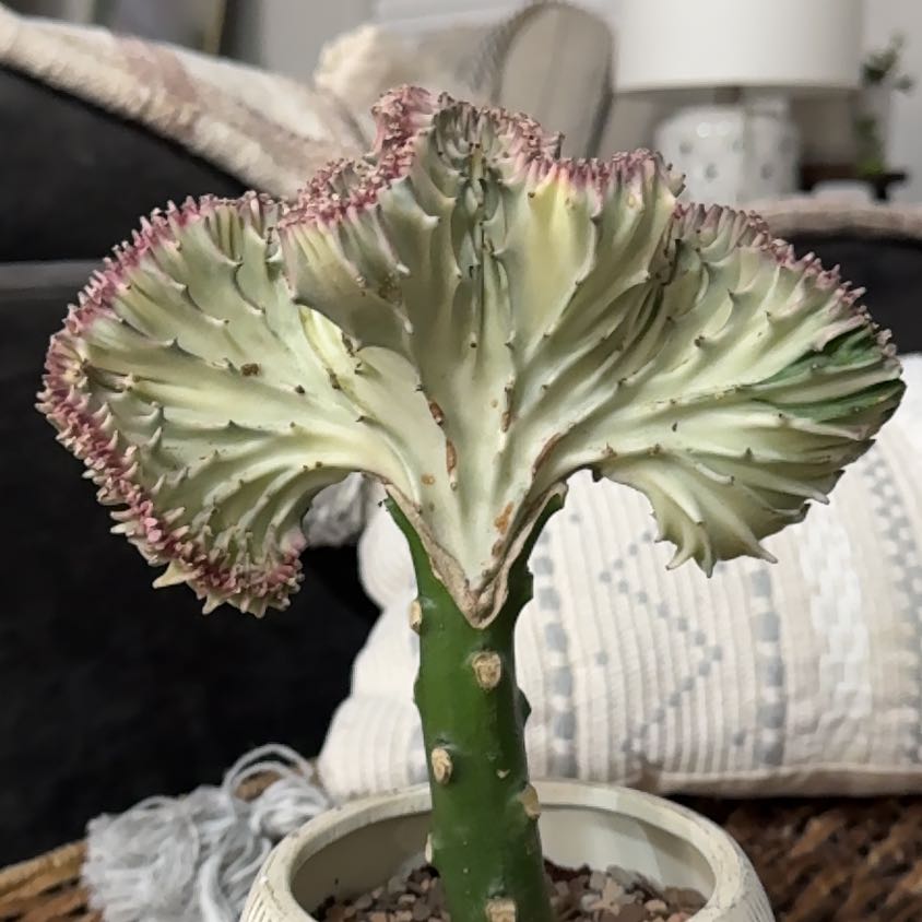 Photo of the plant species Euphorbia cristata by @PearlPlants named Amari 🪸 on Greg, the plant care app