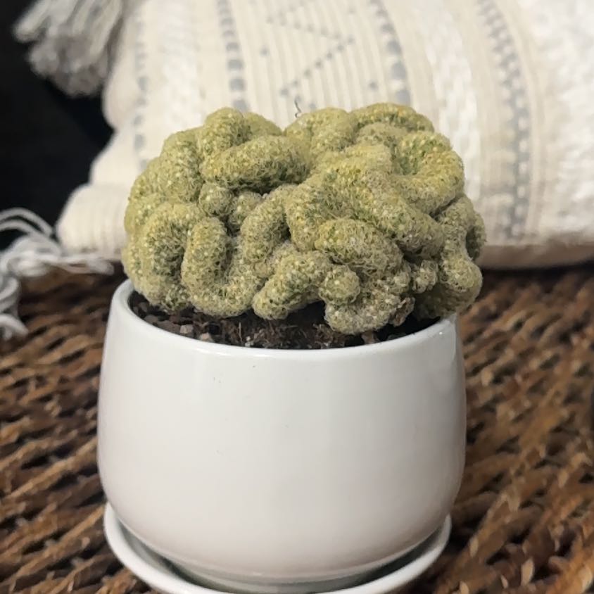 Photo of the plant species Brain Cactus by @PearlPlants named Warren Moon 🌙 on Greg, the plant care app