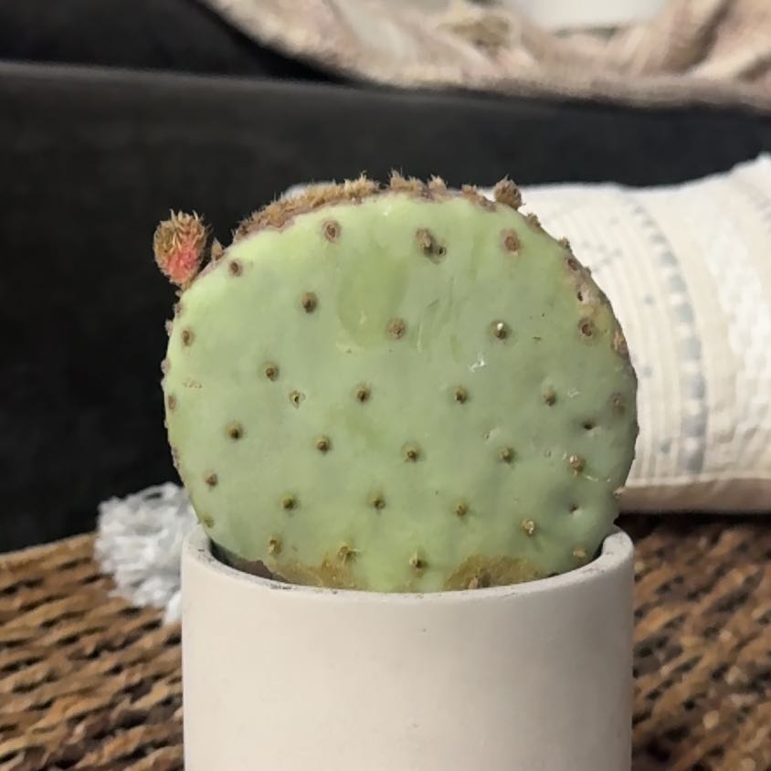 Photo of the plant species Violet Prickly Pear by @PearlPlants named Bam 💥 on Greg, the plant care app