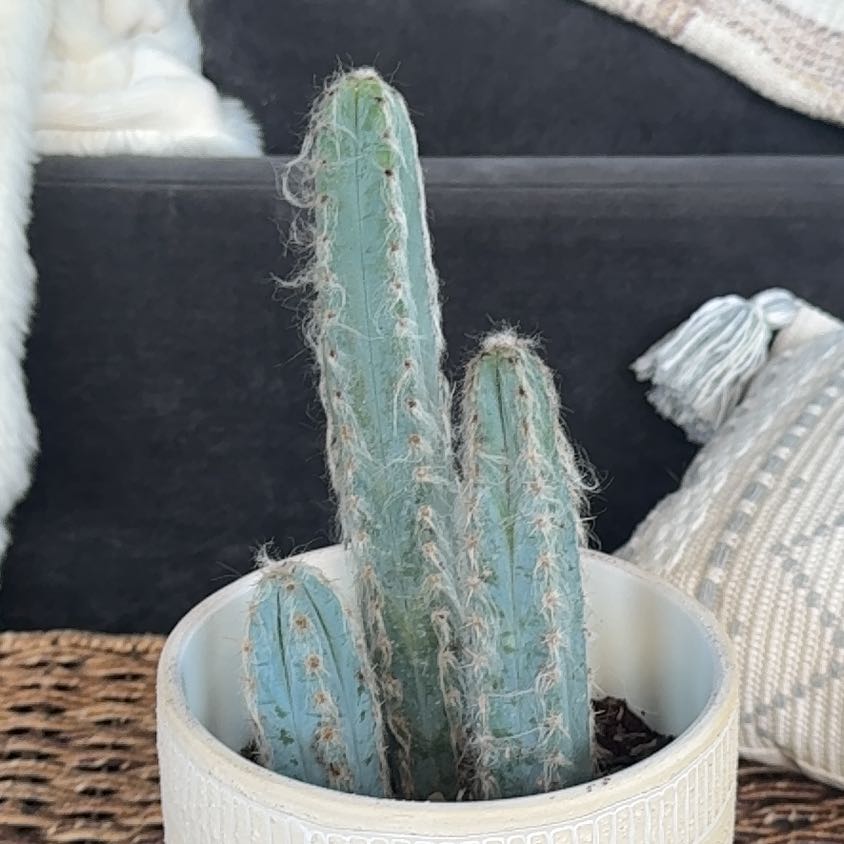 Photo of the plant species Pilosocereus Azureus by @PearlPlants named Rayshawn 💙 on Greg, the plant care app
