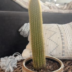 Photo of the plant species Weberbauerocereus johnsonii by @PearlPlants named Kayshon 🛶 on Greg, the plant care app