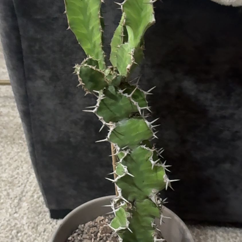 Photo of the plant species Crested Euphorbia pseudocactus 'Album' by @PearlPlants named Jaiir 🐅 on Greg, the plant care app
