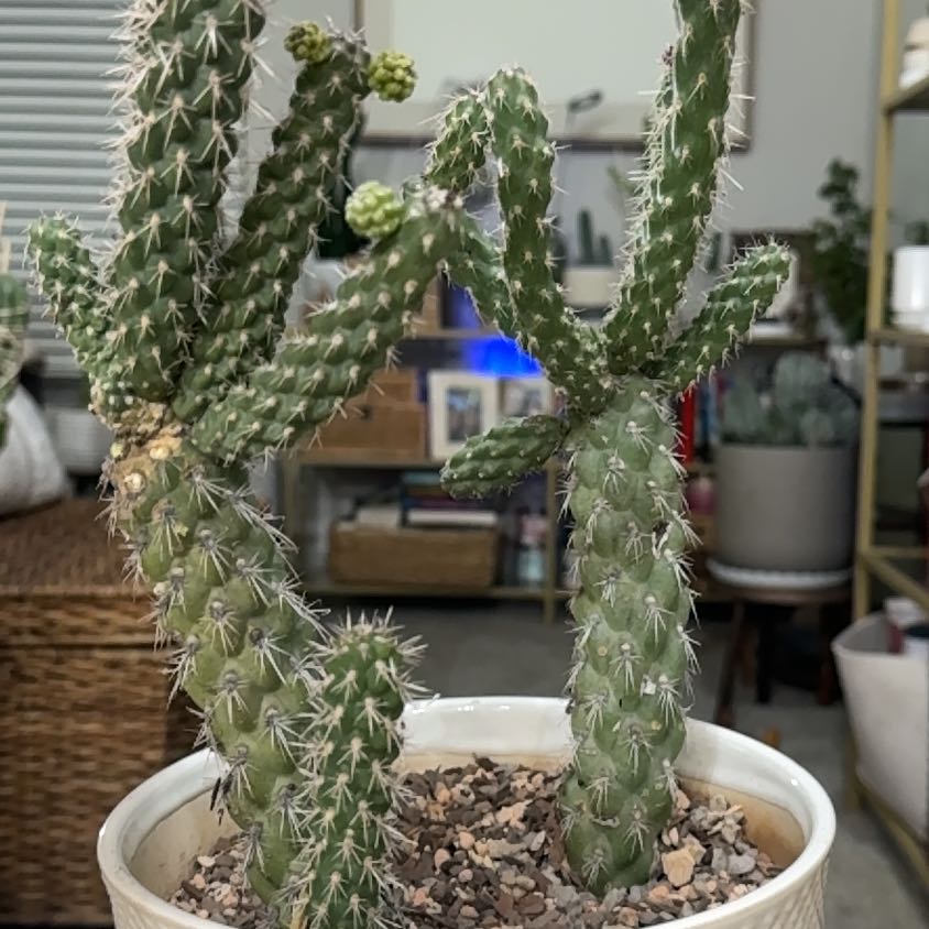 Photo of the plant species Cane Cholla by @PearlPlants named Banchero 💀 on Greg, the plant care app