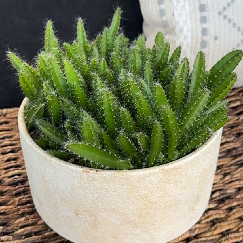 Photo of the plant species dragon fruit by @PearlPlants named Kawhi 🍓 on Greg, the plant care app