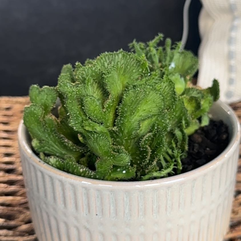 Photo of the plant species Medusa's Head by @PearlPlants named OG 🧡 on Greg, the plant care app