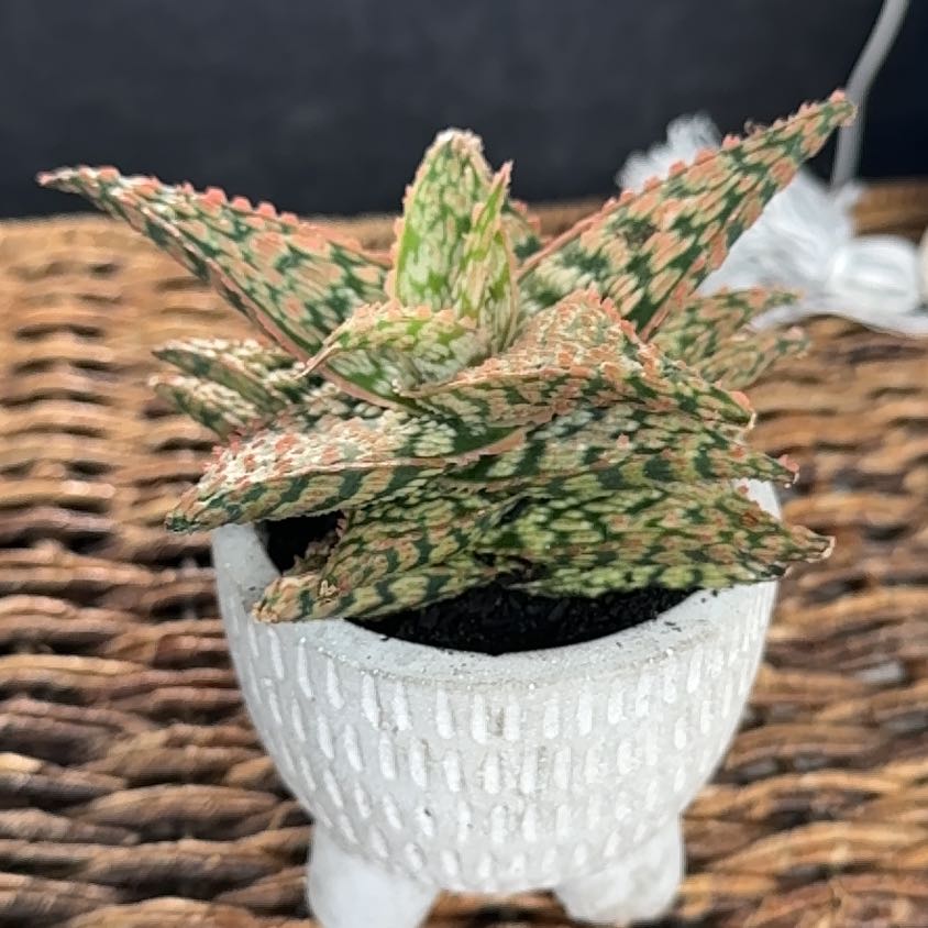 Photo of the plant species Aloe 'Firecracker' by @PearlPlants named Neemias 🧨 on Greg, the plant care app