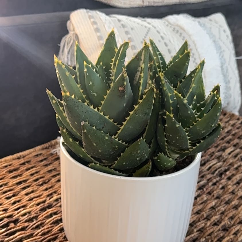 Photo of the plant species Jeweled Aloe by @PearlPlants named Serge 🦾 on Greg, the plant care app