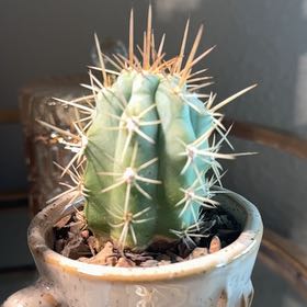 Photo of the plant species Browningia hertlingiana 'Album' by @PearlPlants named Joel Embiid 🏆 on Greg, the plant care app