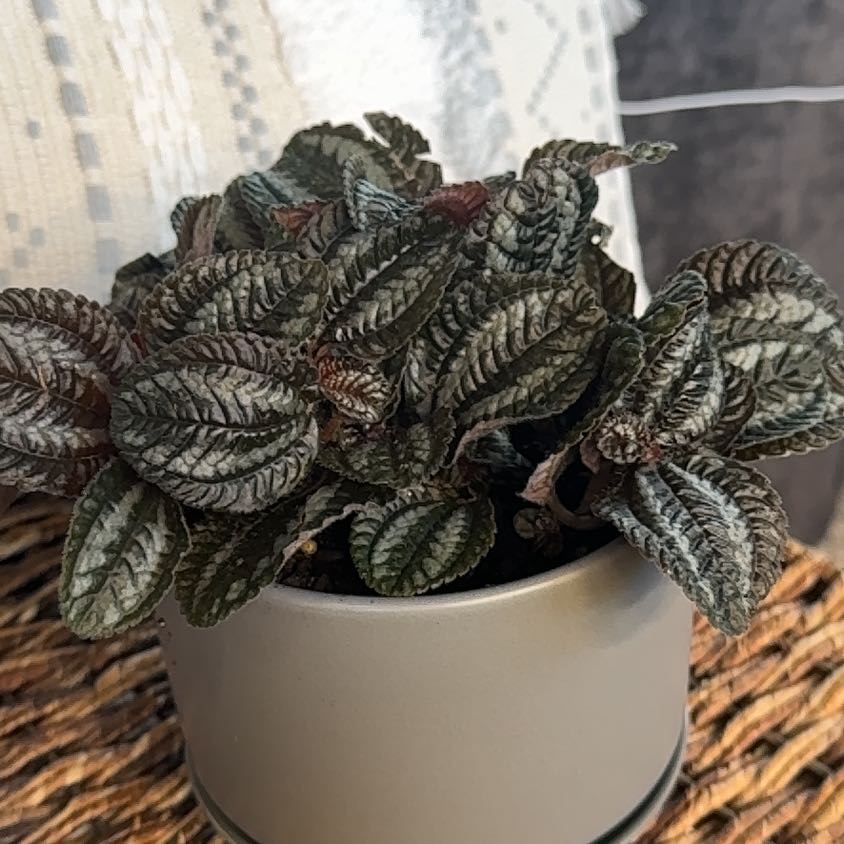 Photo of the plant species Pilea by @PearlPlants named Hines 🐦‍⬛ on Greg, the plant care app