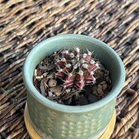 Photo of the plant species Gymnocalycium by @PearlPlants named D’Brickashaw 🧱 on Greg, the plant care app
