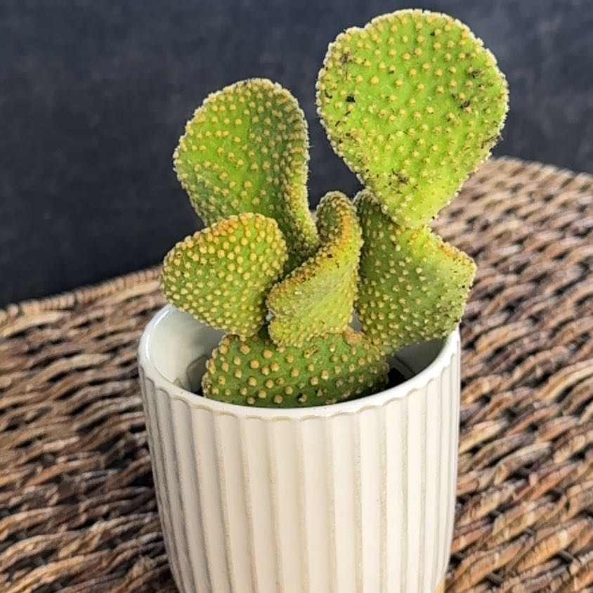 Photo of the plant species Crazy Bunny Ears by @PearlPlants named Calais 🐰 on Greg, the plant care app