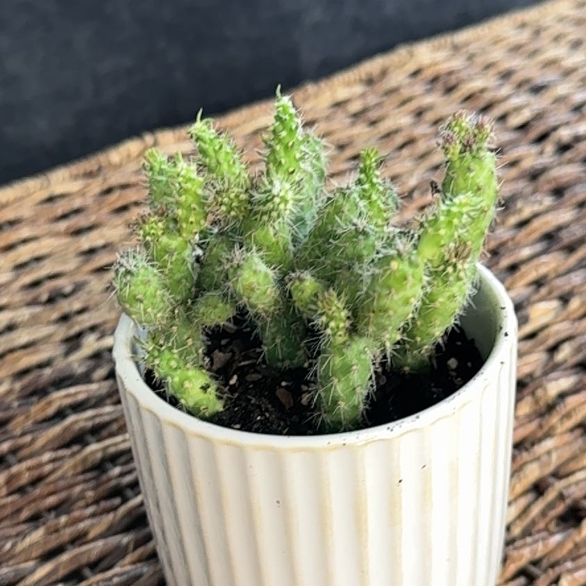 Photo of the plant species Mini Cholla by @PearlPlants named Samaje ✴️ on Greg, the plant care app