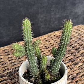 Photo of the plant species Euphorbia baioensis by @PearlPlants named Le’Veon 🔔 on Greg, the plant care app