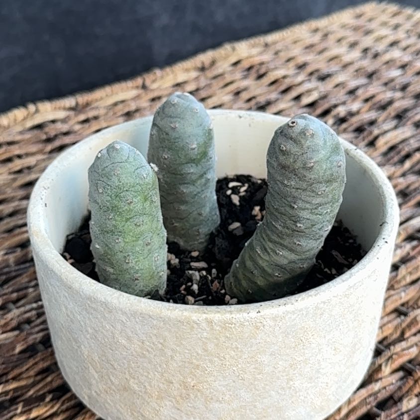 Photo of the plant species Tephrocactus Articulatus by @PearlPlants named Dontari 🔘 on Greg, the plant care app