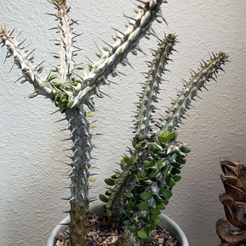 Photo of the plant species False ocotillo by @PearlPlants named Jabari 🐃 on Greg, the plant care app