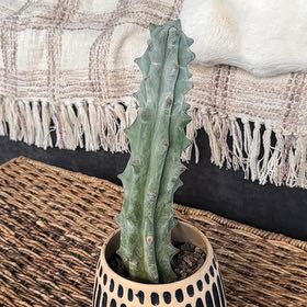 Photo of the plant species Deer Horn Cactus by @PearlPlants named Stephon Castle 🔋 on Greg, the plant care app