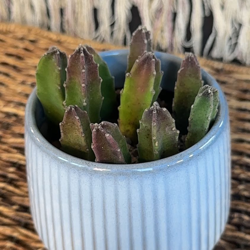 Photo of the plant species Black Bells by @PearlPlants named Luther 🥷🏻 on Greg, the plant care app