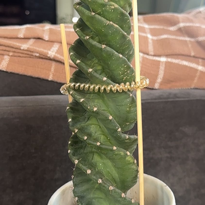 Photo of the plant species Spiral Cactus by @PearlPlants named Satchel 🐡 on Greg, the plant care app