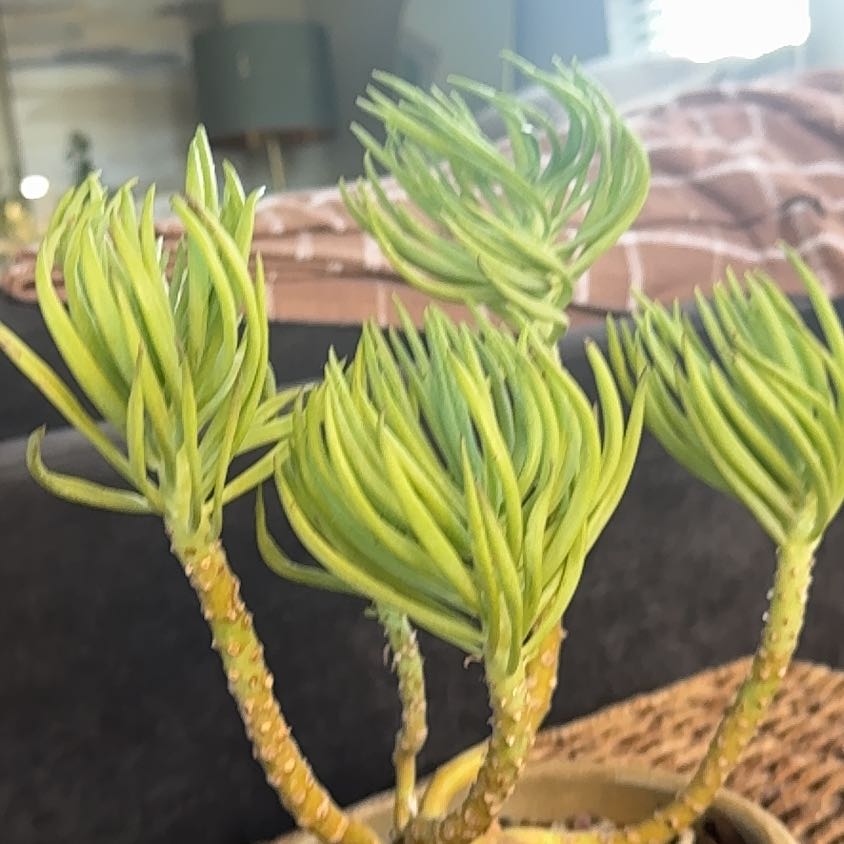 Photo of the plant species Narrow-Leaf Chalksticks by @PearlPlants named Tua 🐬 on Greg, the plant care app