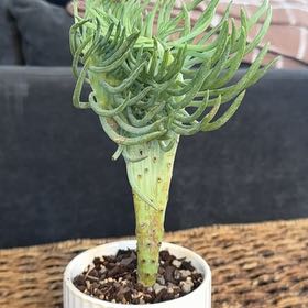 Photo of the plant species Narrow-Leaf Chalksticks by @PearlPlants named DeAndre 🧜🏻‍♀️ on Greg, the plant care app