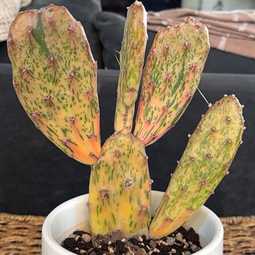 Photo of the plant species Sunburst Prickly Pear by @PearlPlants named Tamba 🌻 on Greg, the plant care app
