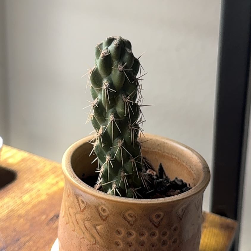 Photo of the plant species Cane Cholla by @PearlPlants named Baby Banchero 💀 on Greg, the plant care app