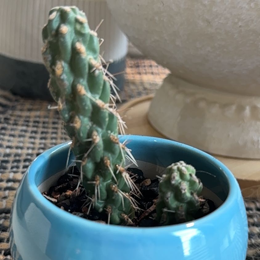 Photo of the plant species Cane Cholla by @PearlPlants named Rondale 🍼 on Greg, the plant care app