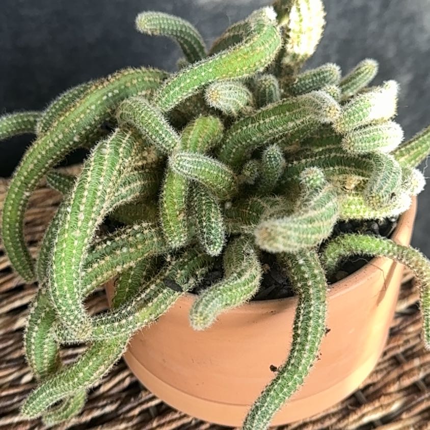 Photo of the plant species Peanut Cactus by @PearlPlants named Bijan 🥜 on Greg, the plant care app