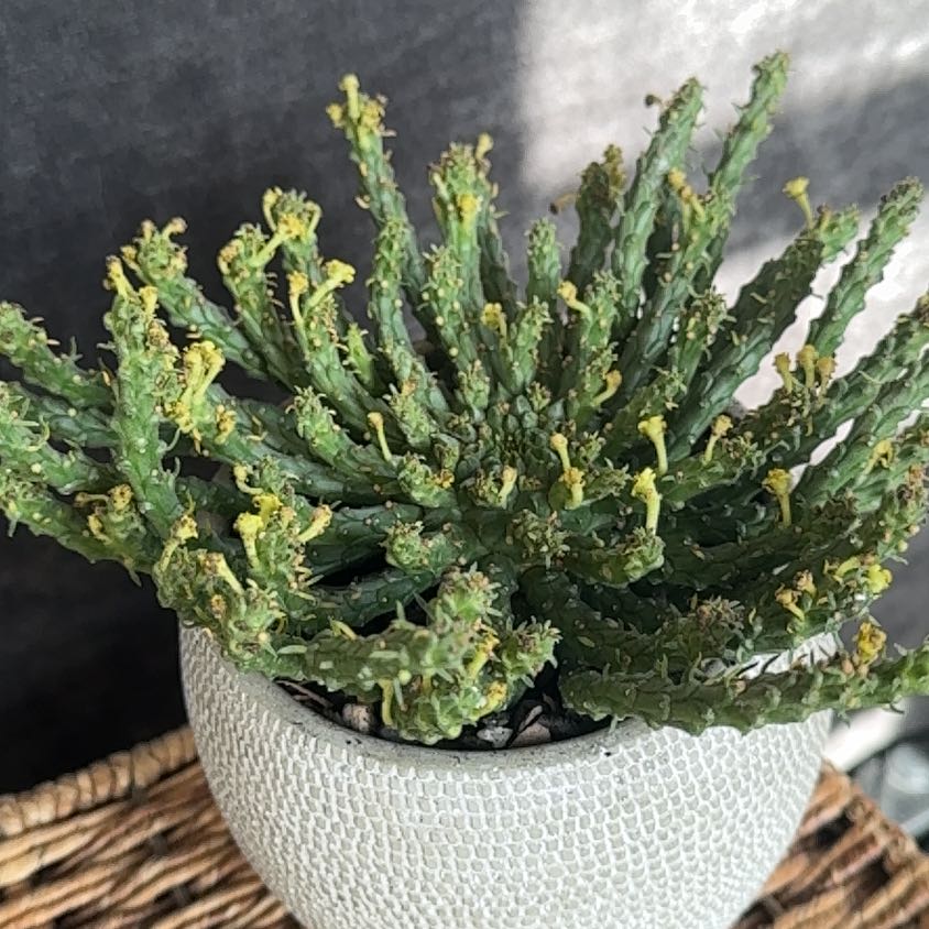 Photo of the plant species Medusa's Head Cactus by @PearlPlants named Antoine 🦂 on Greg, the plant care app