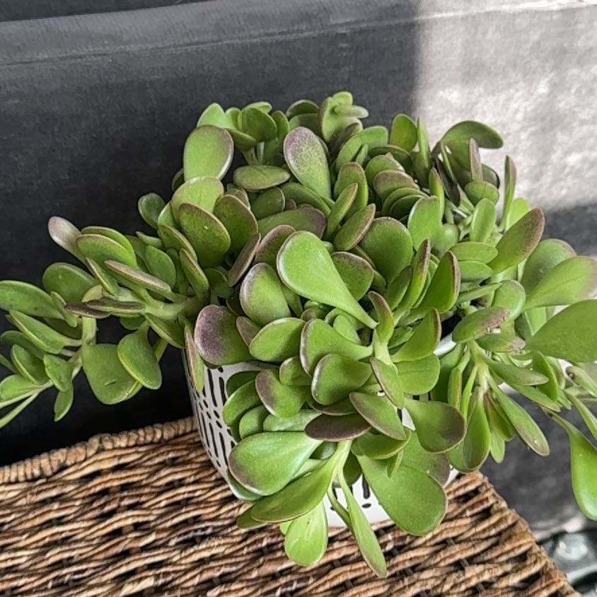 Photo of the plant species Trailing Jade by @PearlPlants named Roddy 🎣 on Greg, the plant care app