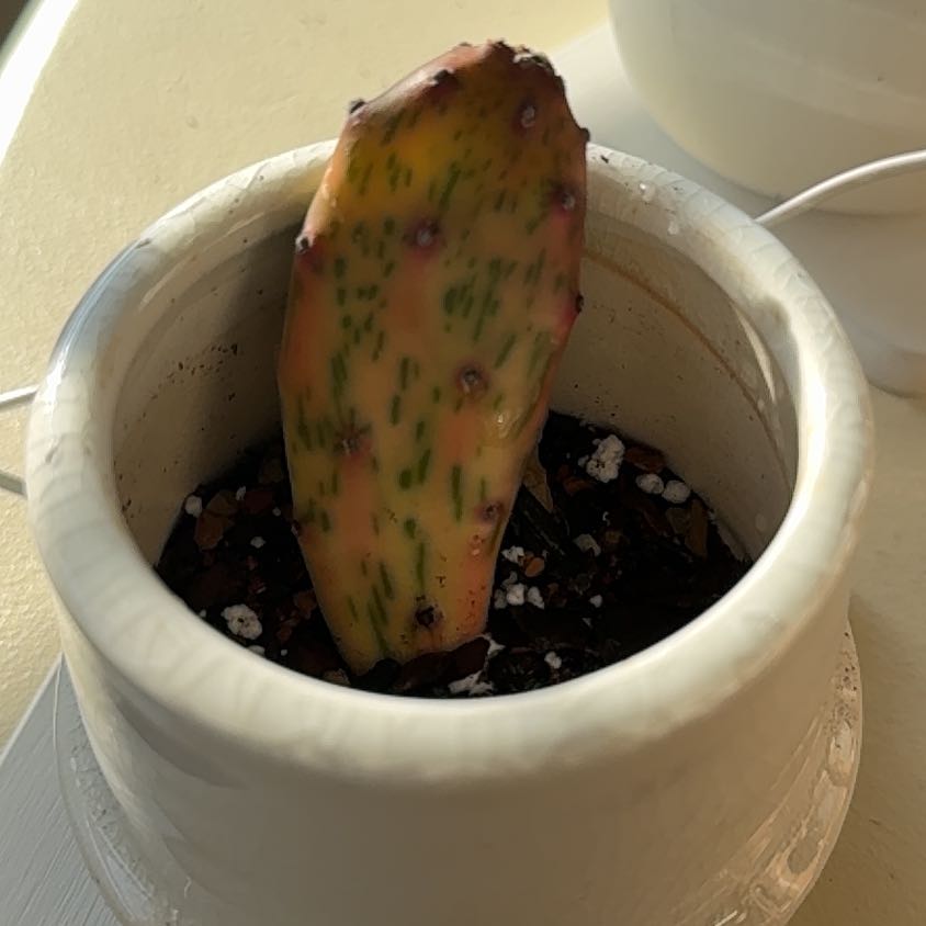 Photo of the plant species Opuntia monacantha 'Variegata' by @PearlPlants named Baby Tamba 🌻 on Greg, the plant care app