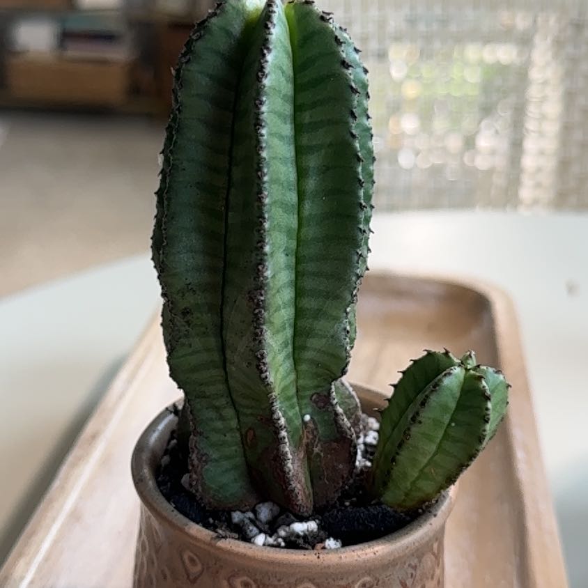Photo of the plant species Euphorbia anoplia by @PearlPlants named Hines 🚛 on Greg, the plant care app