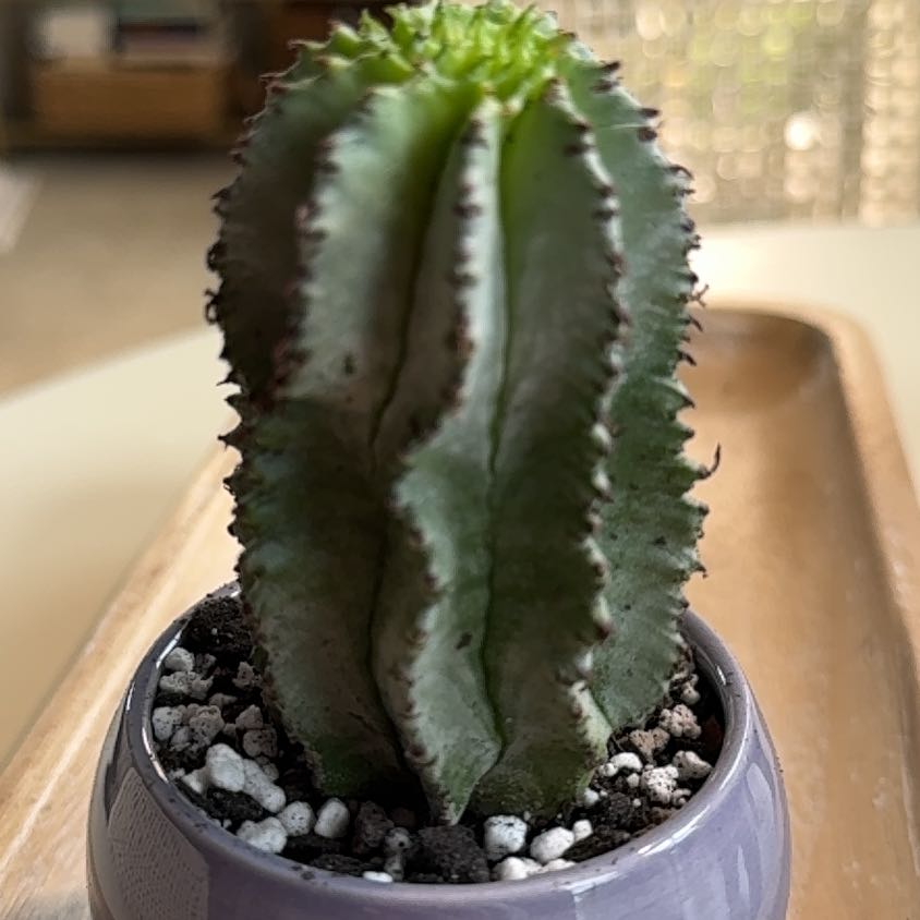 Photo of the plant species African Milk Barrel by @PearlPlants named Vassell ⛴️ on Greg, the plant care app