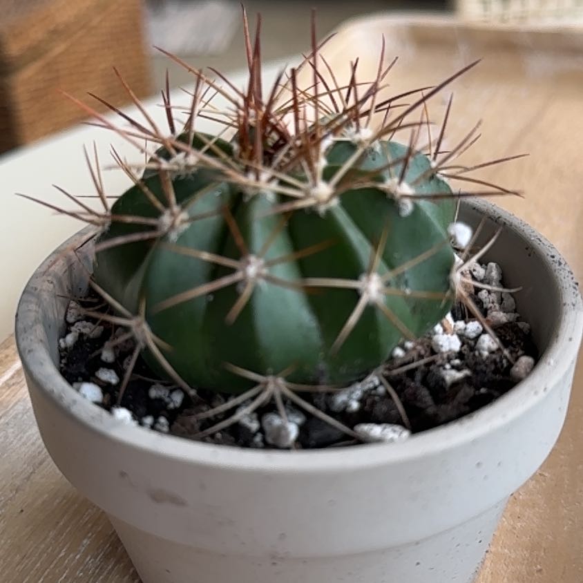 Photo of the plant species Melocactus azureus by @PearlPlants named Melvin 🦉 on Greg, the plant care app