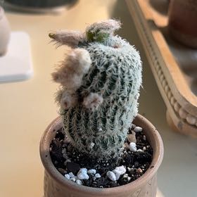 Photo of the plant species Frailea Cactus by @PearlPlants named Ruke 👒 on Greg, the plant care app