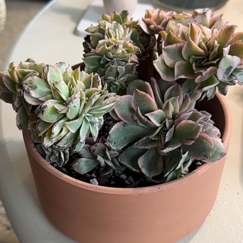 Photo of the plant species Aeonium 'Sunburst' by @PearlPlants named Biyombo 🪅 on Greg, the plant care app