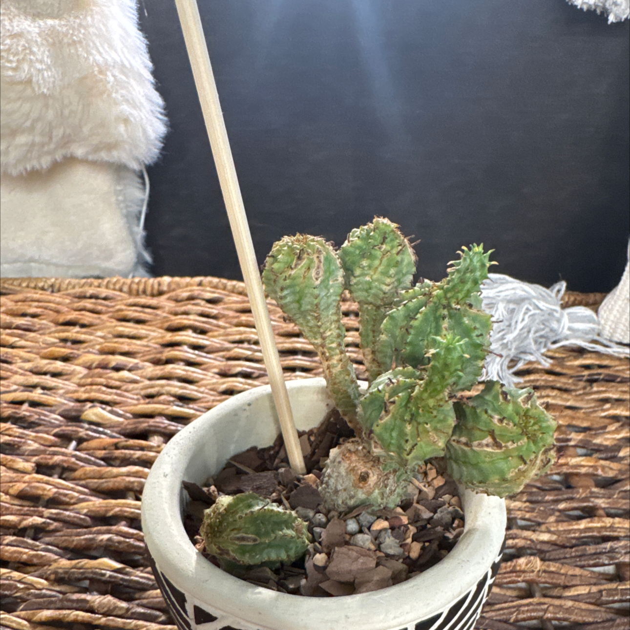 Photo of the plant species Euphorbia monstrose by @PearlPlants named Jacoby ✳️ on Greg, the plant care app